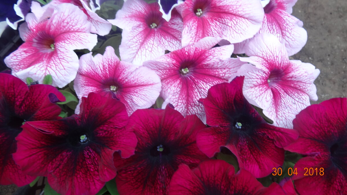 ЦВЕТЫ ПЕТУНИИ - СЕРГЕЙ ФИЛОЧКИН