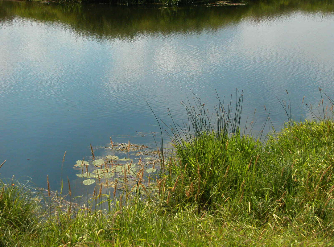 Прибрежные растения - Наталья Лунева 