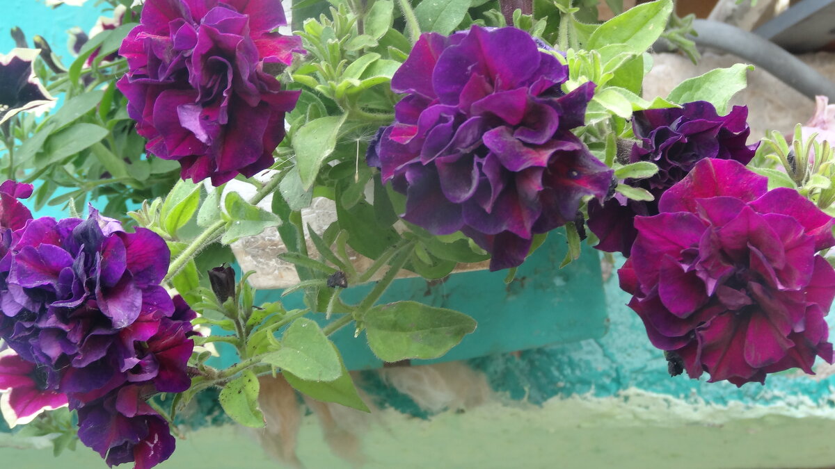 ПЕТУНИИ  АМПЕЛЬНЫЕ  МАХРОВЫЕ - СЕРГЕЙ ФИЛОЧКИН