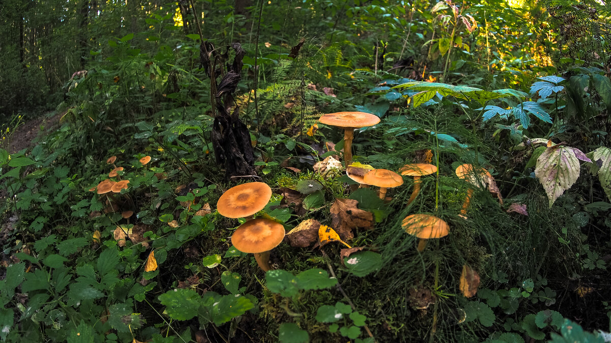 Осенние - юрий поляков