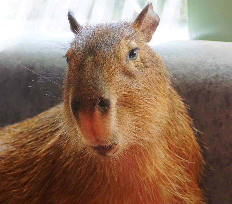 Портрет капибары - Наталия Григорьева Портрет капибары - Наталия Григорьева