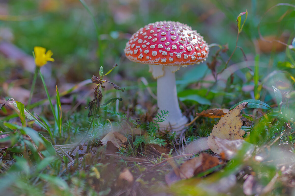 Мухомор - Владимир Кириченко wlad113 Мухомор - Владимир Кириченко wlad113