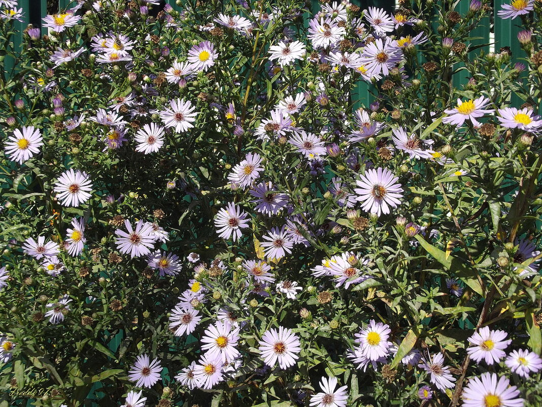 Сентябринки - Freddy 97