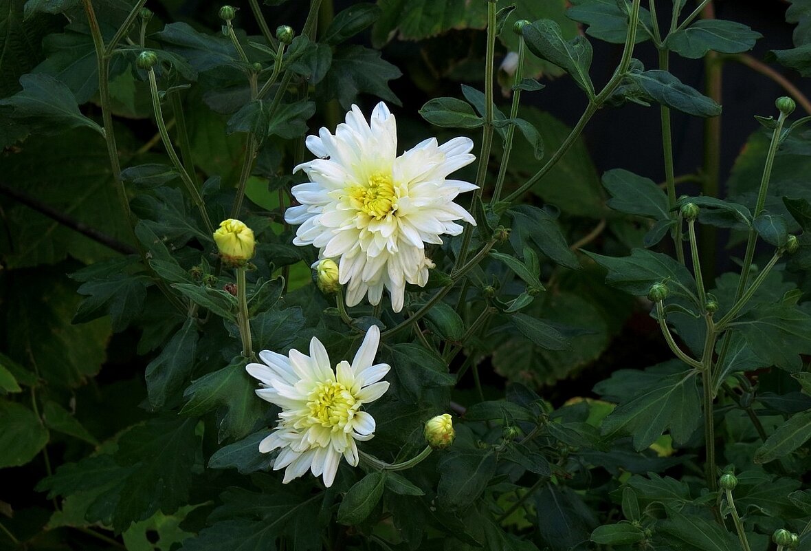 Осень, осень ... 3 - Natali 