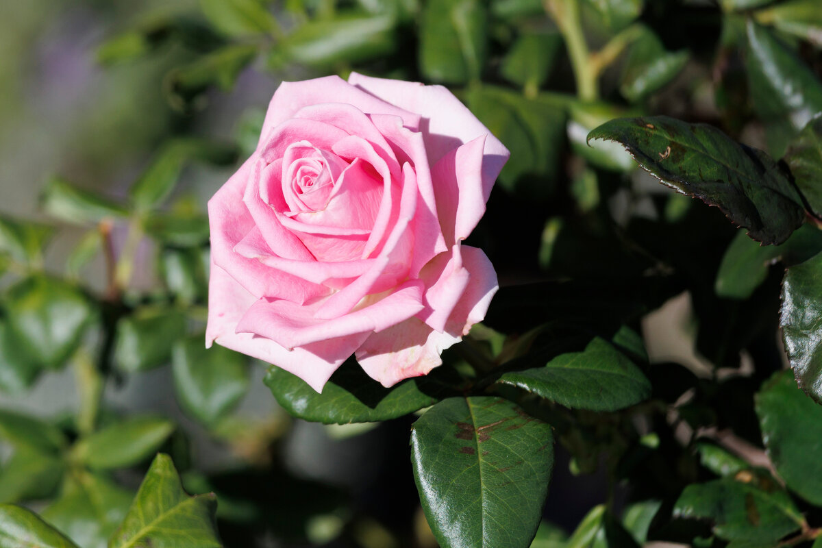 Осенние розочки - Светлана Тихонина