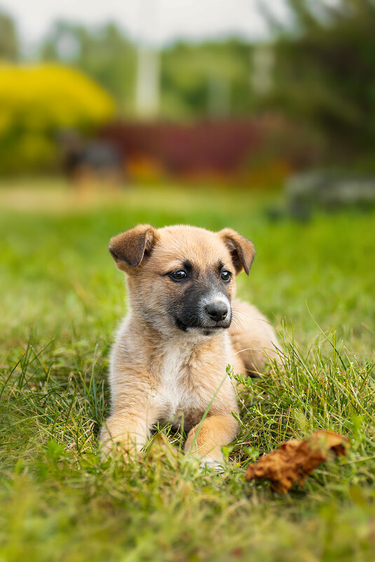 Щенок - Alex Bush