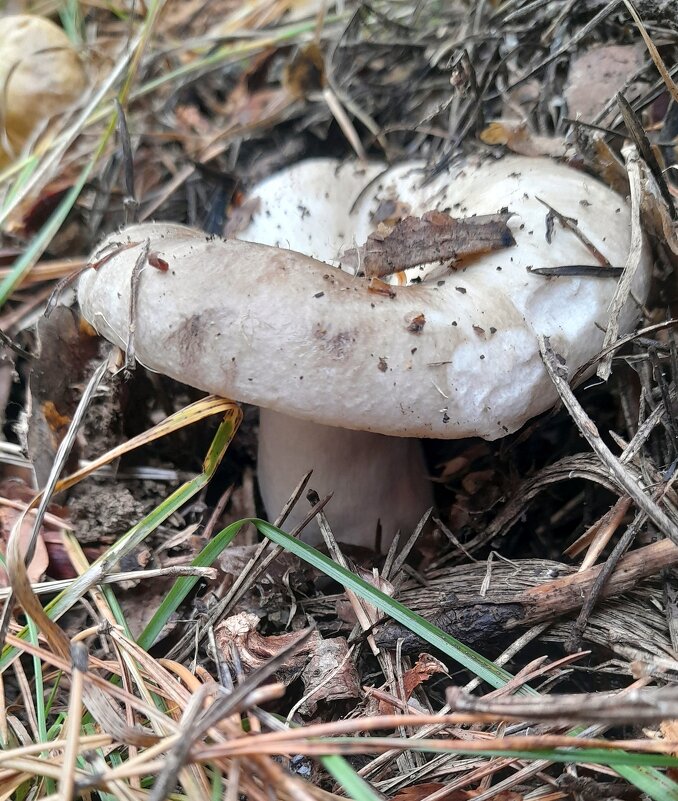 Груздок  ."не съедят , так понадкусают " ( - Мила Бовкун
