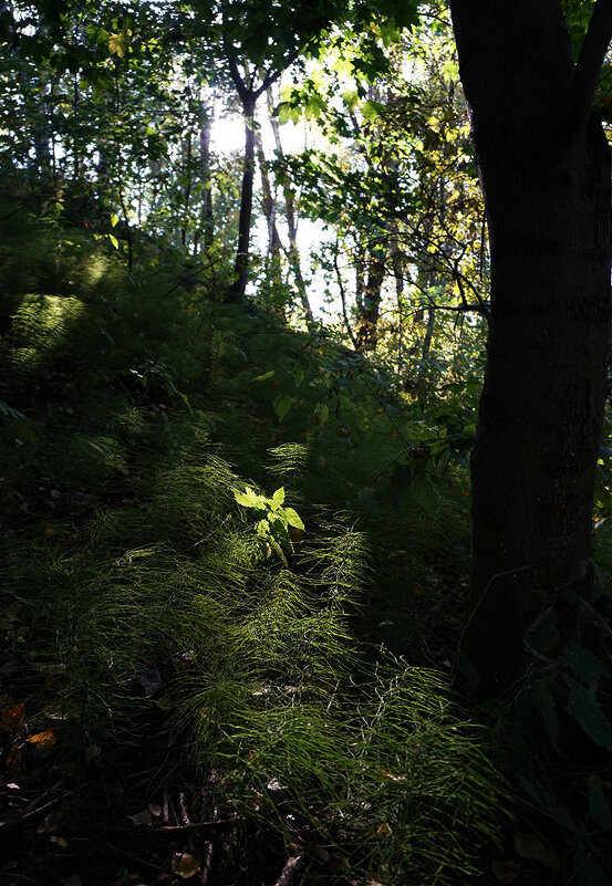 Подсвеченный лучом - Лариса Корж