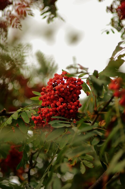 ... рябина - Георгий Никонов