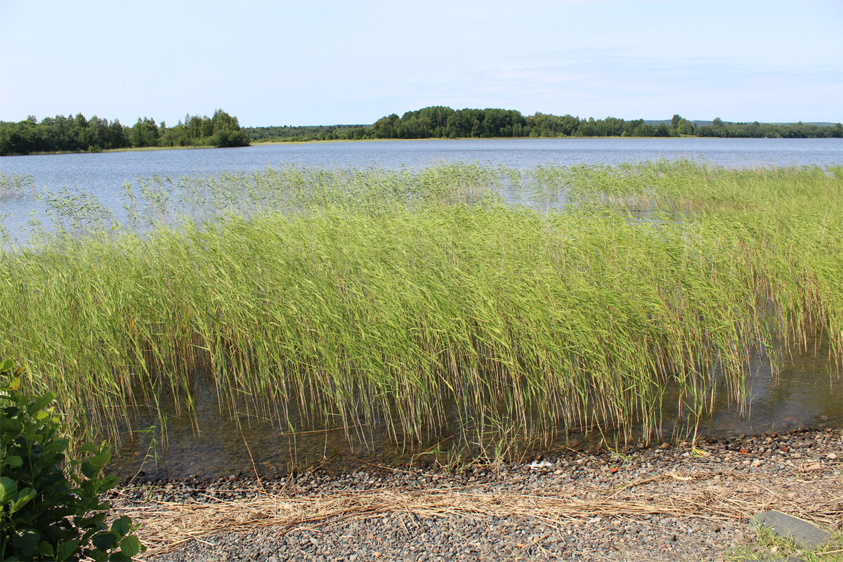 берег Онежского озера - Любовь ***