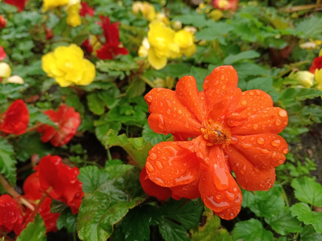 Цветы сентября - Мария Васильева