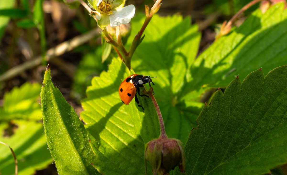 Божья коровка - Владимир Иванович