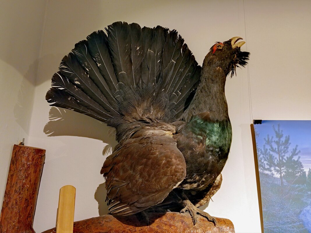 Чучело глухаря - Алексей Р.