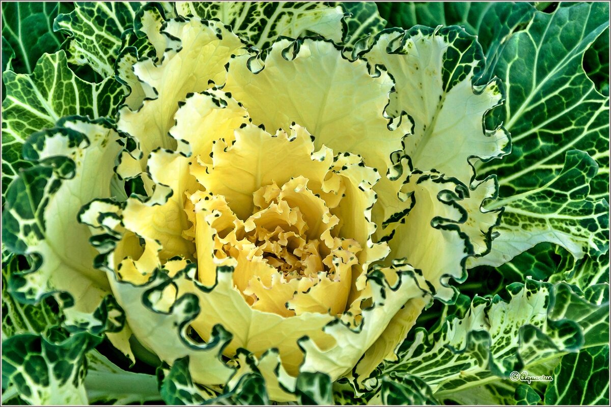 Про капусту... - Aquarius - Сергей Про капусту... - Aquarius - Сергей