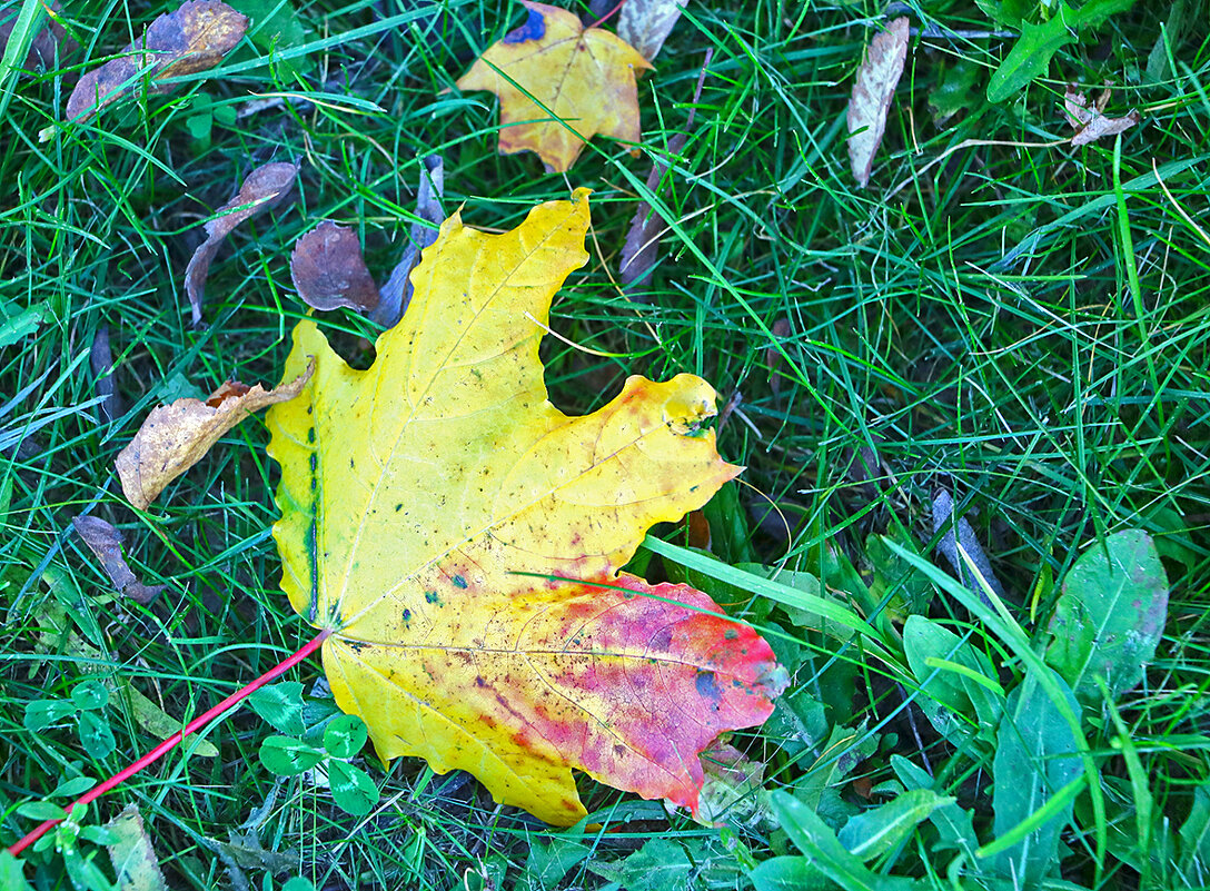 Я - жёлтый лист под вашими ногами... - Светлана 