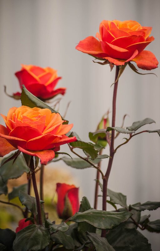 Розы - yav 110455