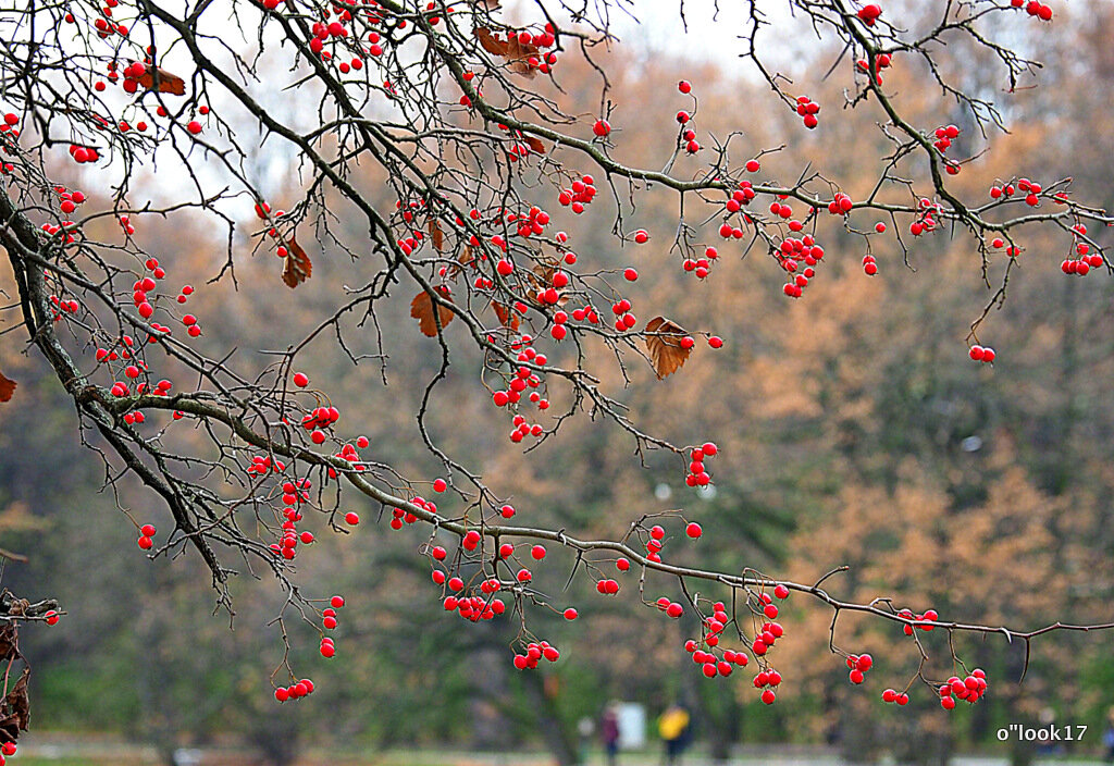 вот и осень - Олег Лукьянов вот и осень - Олег Лукьянов