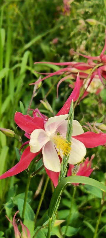 цветы лета - Галина R...