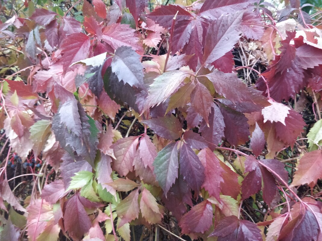 Красочно - Андрей Хлопонин