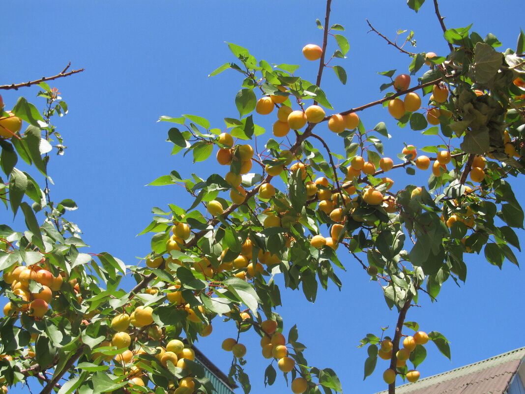 июль - Елена Шаламова