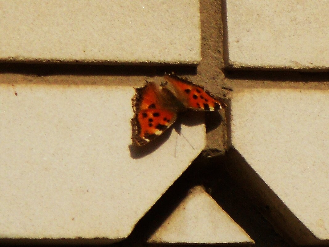 апрель - Елена Шаламова