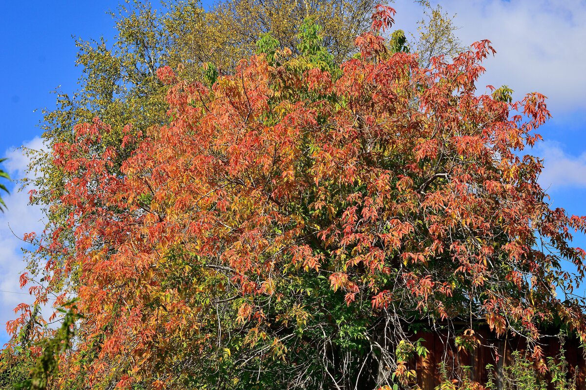 Осенний этюд. - Владимир Мигонькин