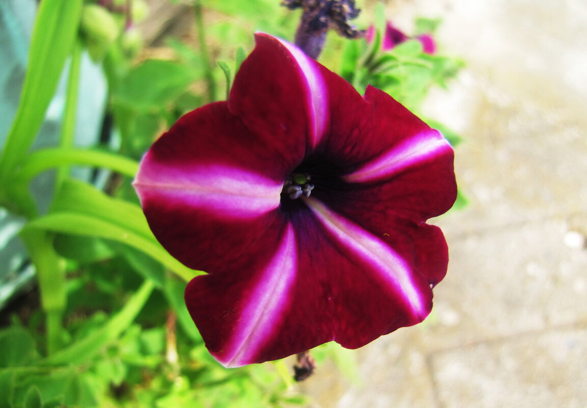 Пёстрая красотка - Людмила Смородинская