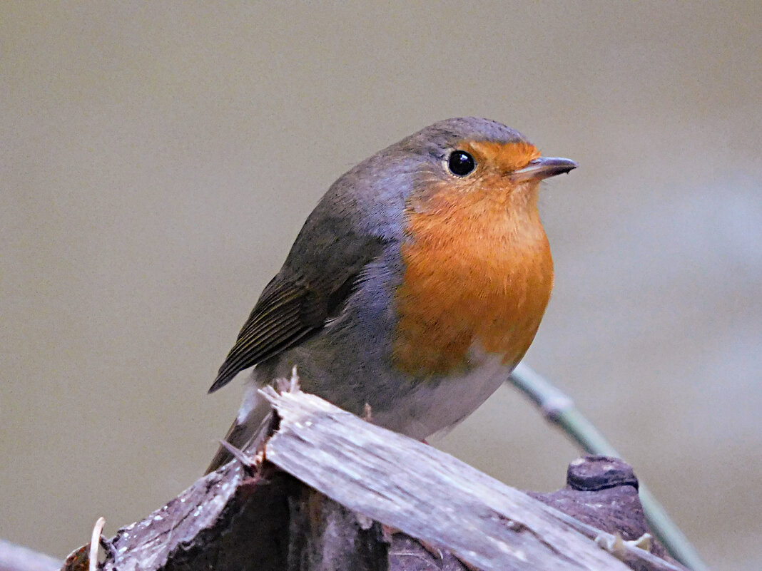 Зарянка - Лина Зарянка - Лина