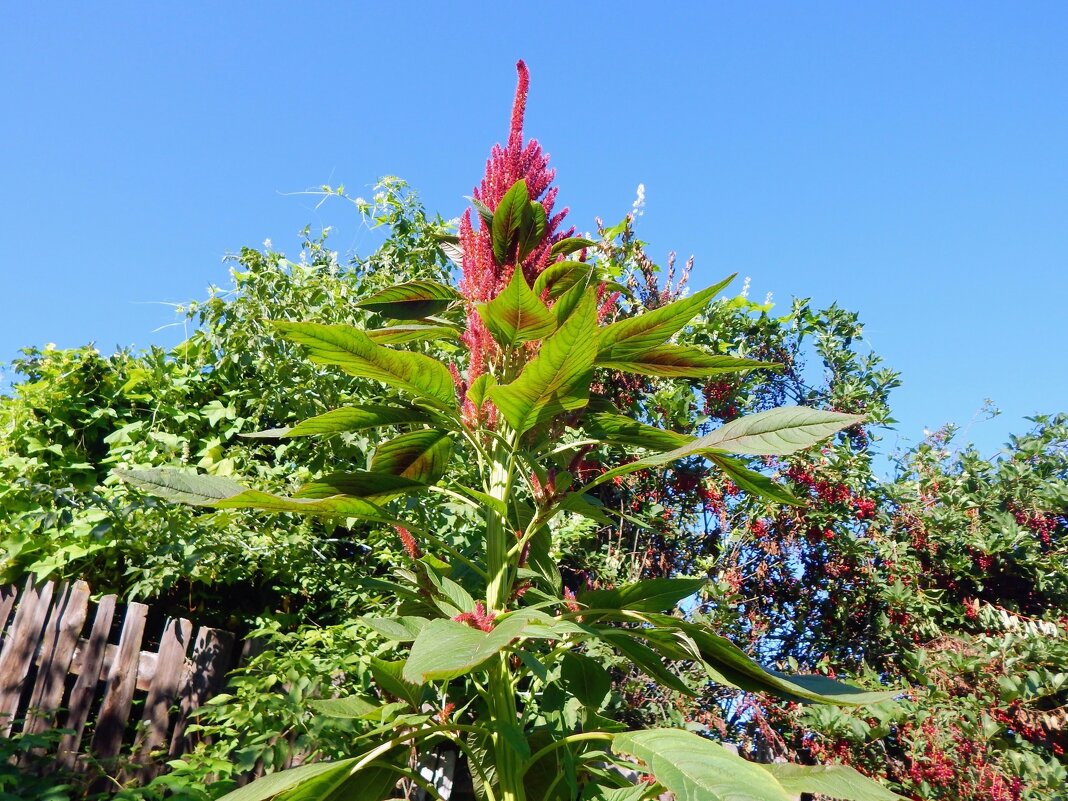 Амарант высокий! - Елена Хайдукова  ( Elena Fly )
