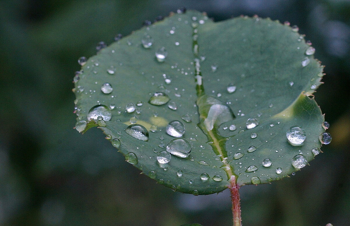 Дождь прошёл... - Николай Саржанов Дождь прошёл... - Николай Саржанов