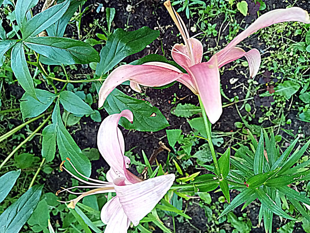 Цветы. - Владимир Драгунский