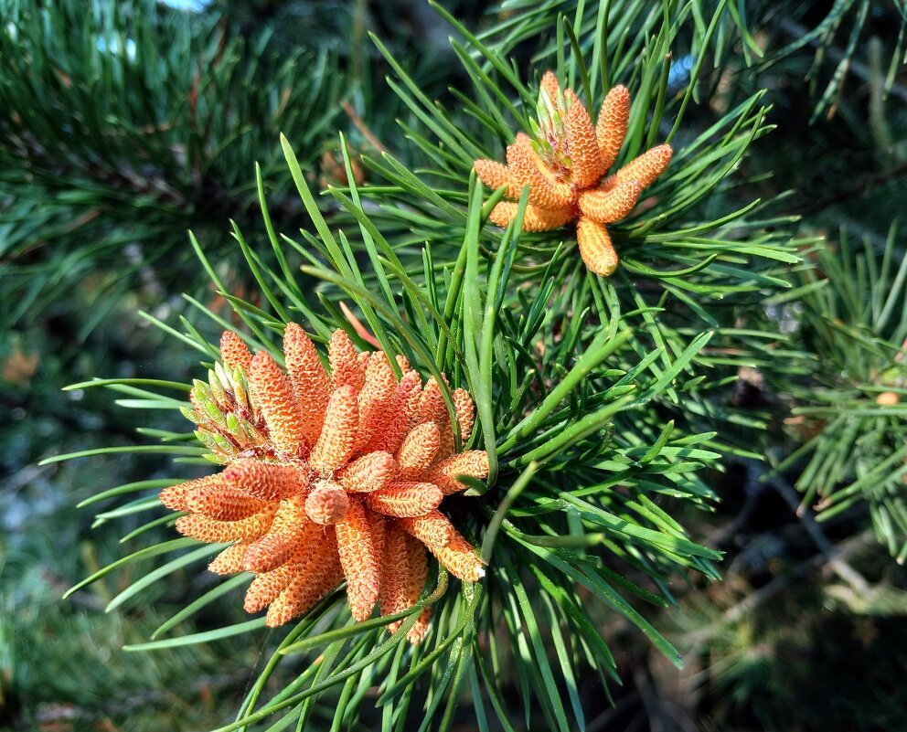 Время, когда цветут сосны. - Лия ☼