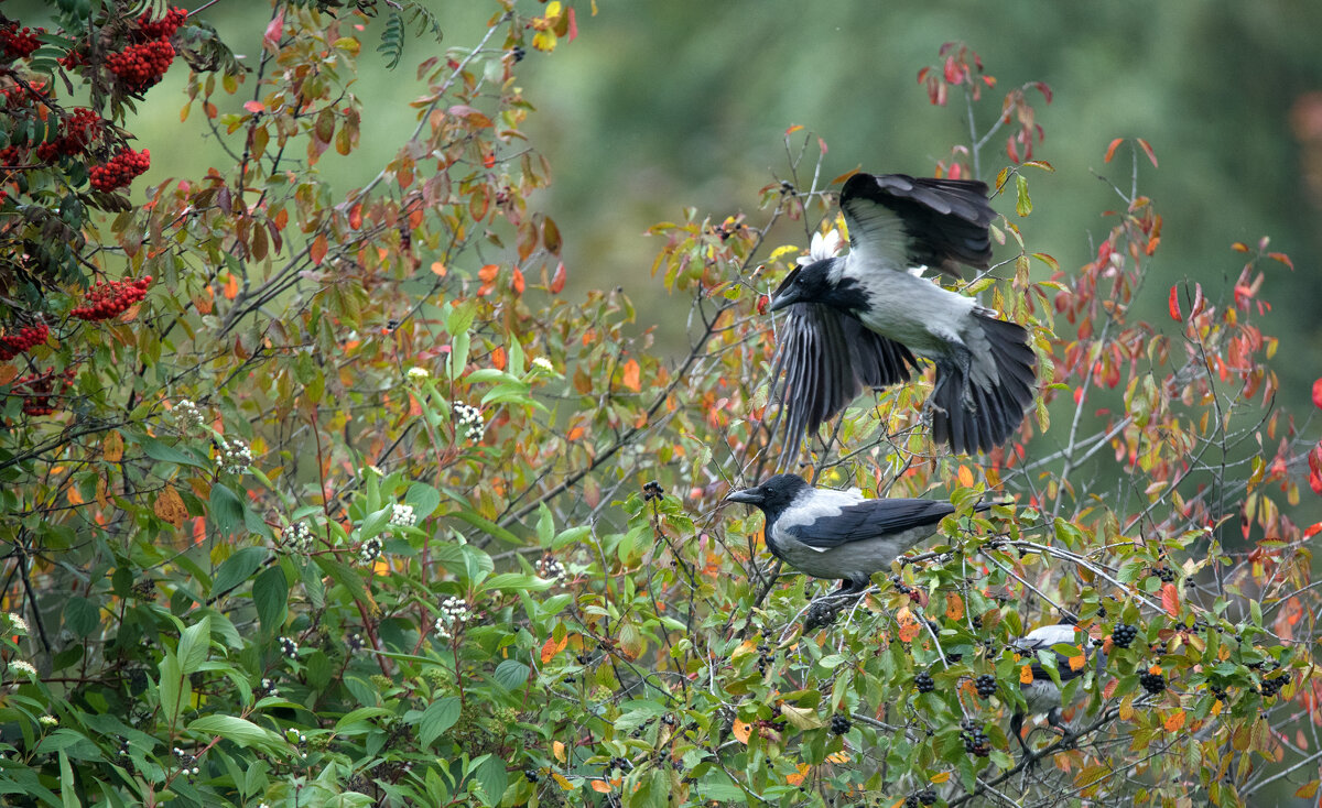 Вороны выбирают черноплодку. - Владимир Безбородов