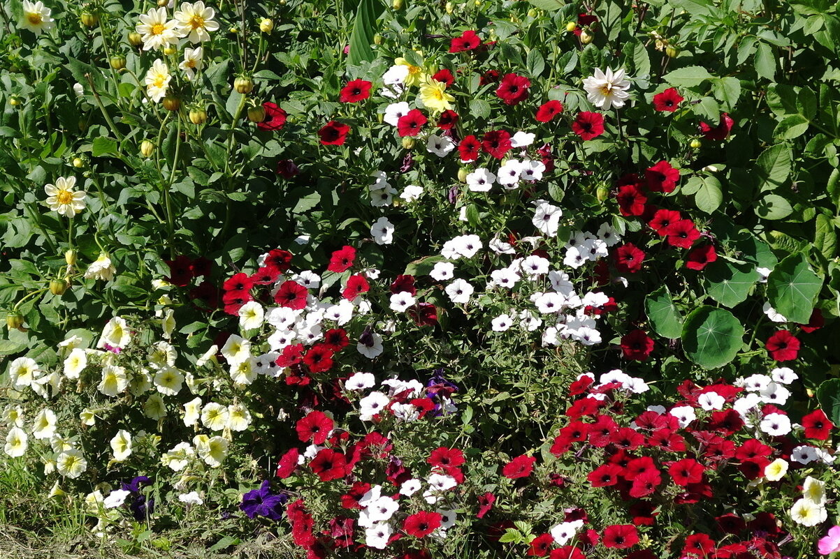 Разноцветье - Рита Симонова Разноцветье - Рита Симонова