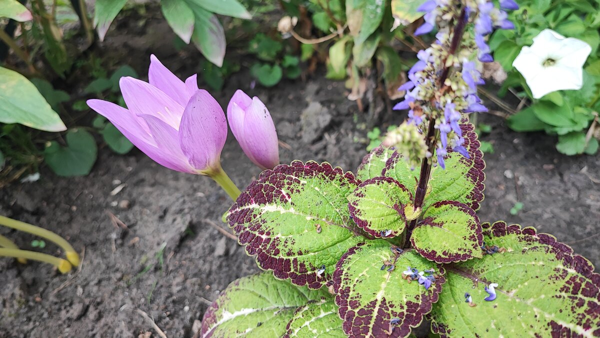 ,,, - Сергей Тимоновский