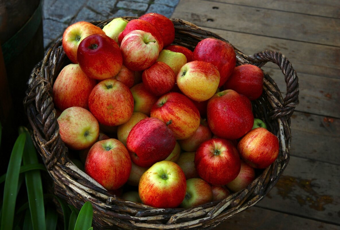 Хороший урожай - Юрий. Шмаков