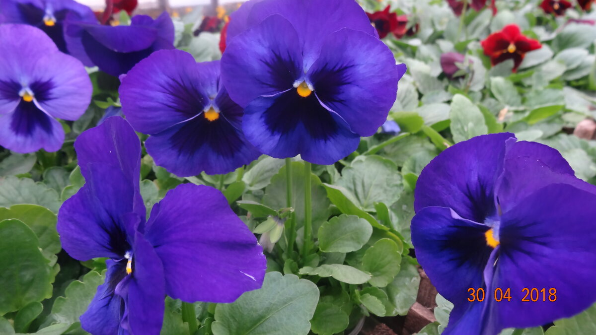 анютины глазки - виола - СЕРГЕЙ ФИЛОЧКИН