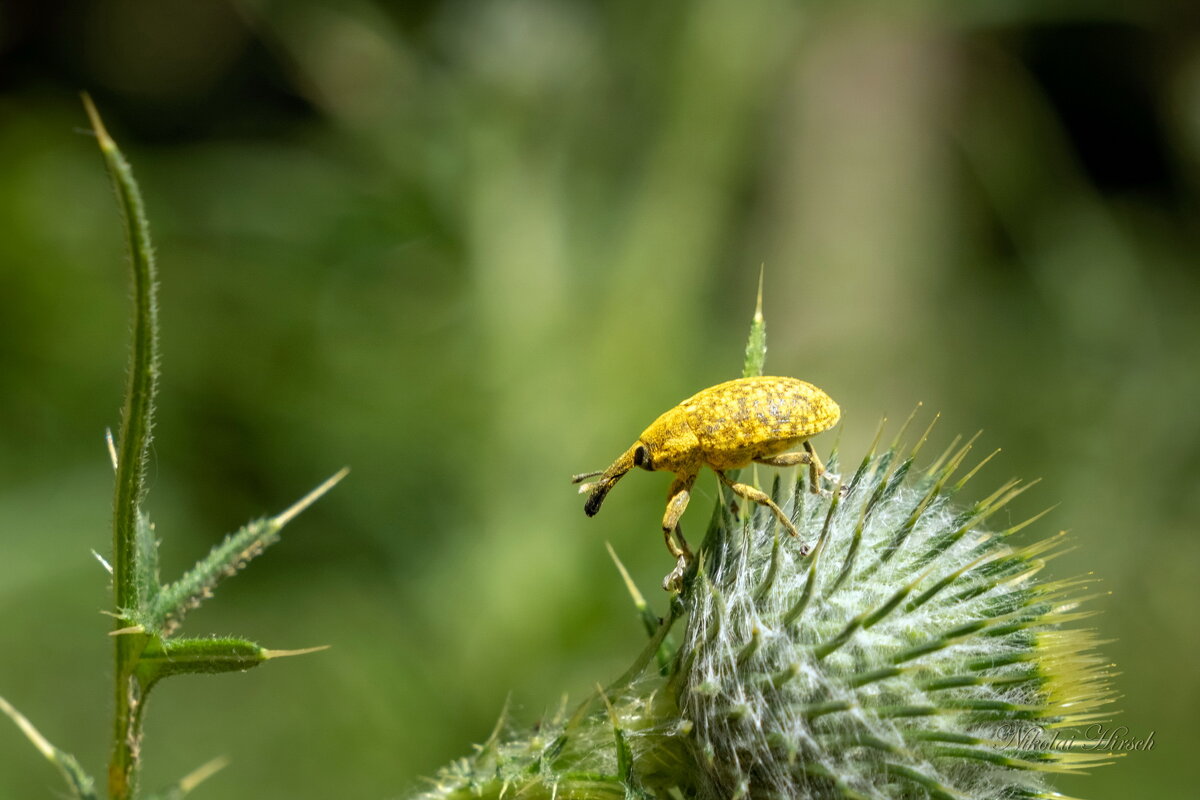 Долгоносик чертополоховый... - Николай Гирш