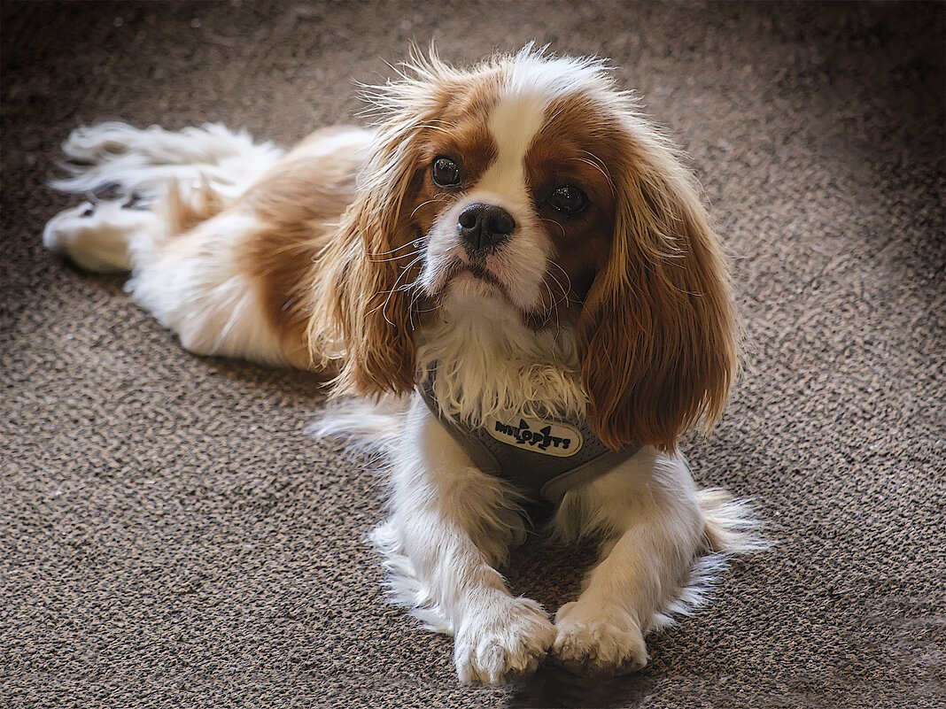 Пес. - Александр Пес. - Александр