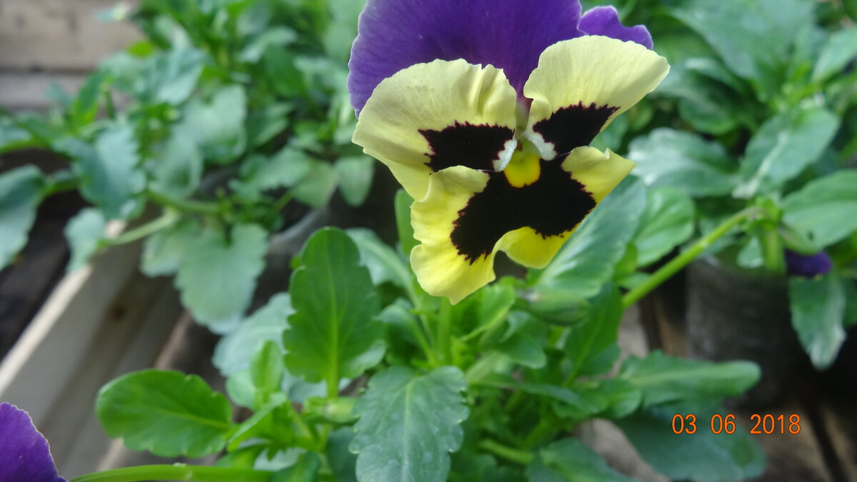 анютины глазки - виола - СЕРГЕЙ ФИЛОЧКИН