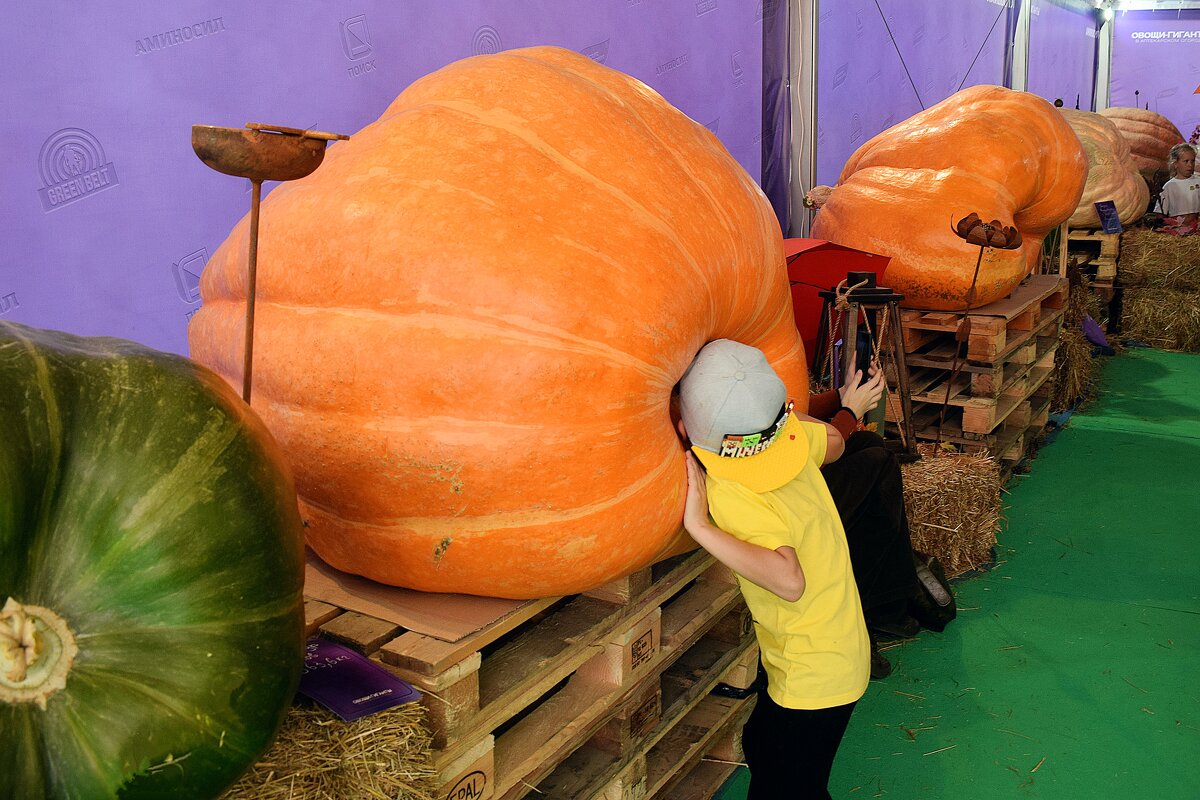 Интересно, что внутри! - Татьяна Помогалова