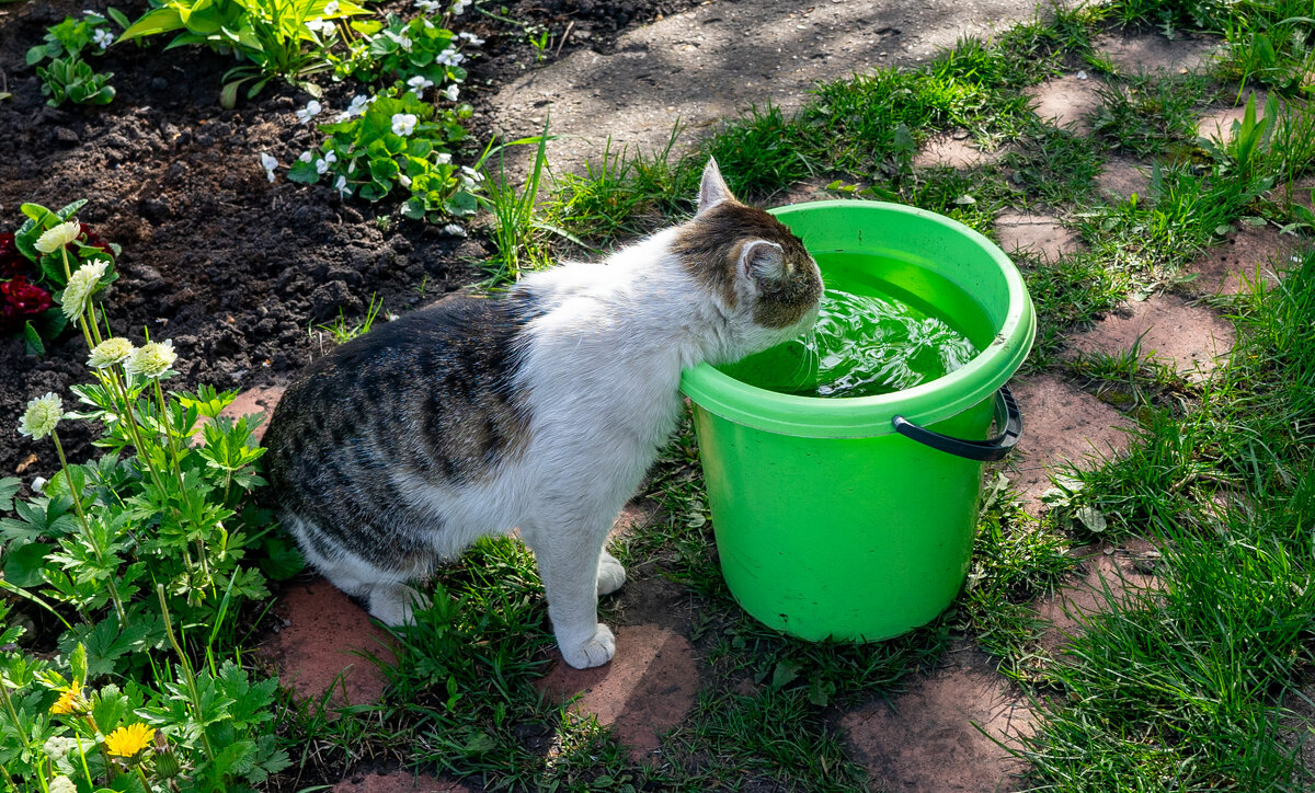 Жажда - Владимир Иванович