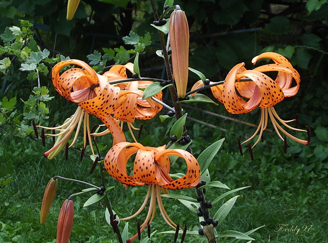 Лилии - Freddy 97