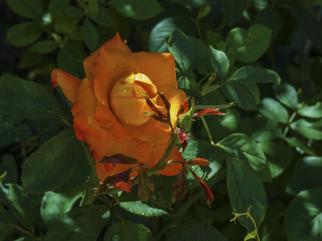 Оранжевая  Флорибунда - Валентин Семчишин