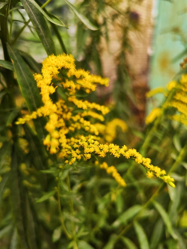 Золотарник канадский - Алексей Архипов