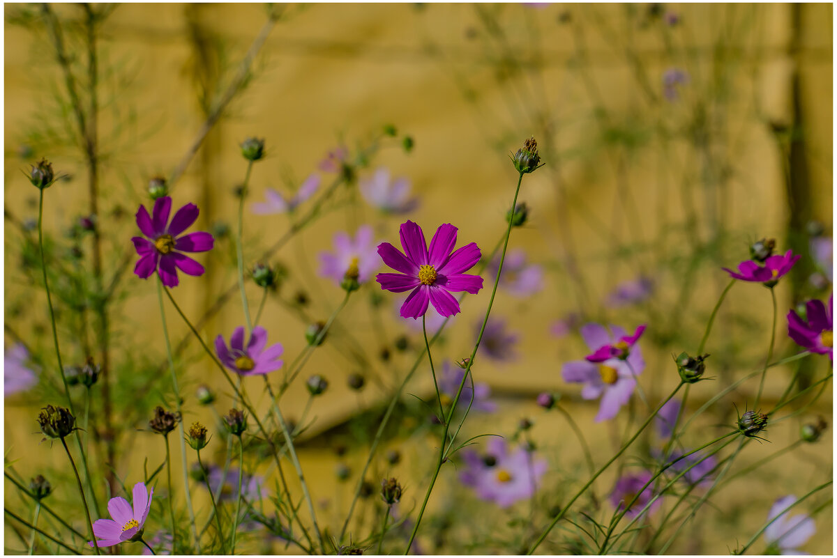 Космеи. - Sergey (Apg)