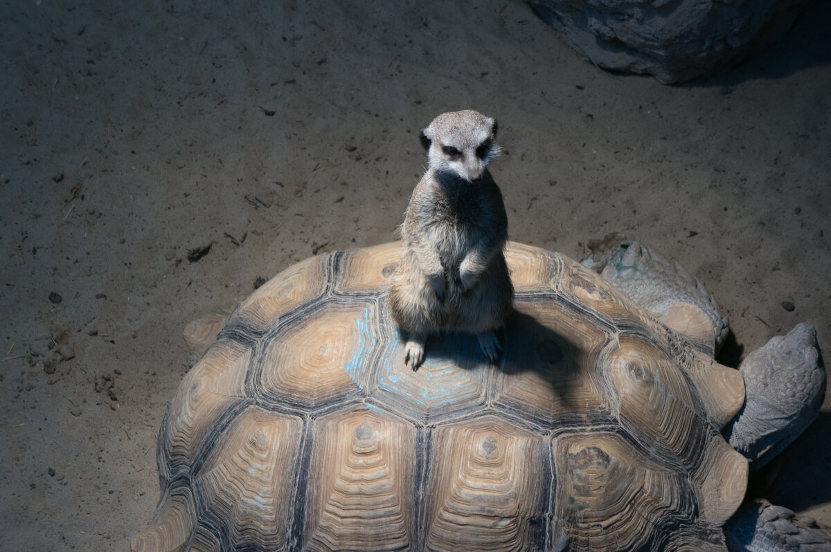 Казань. Зооботсад - Андрей 