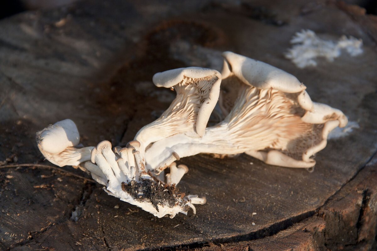 Грибы на чурке тополя . - Виктор 