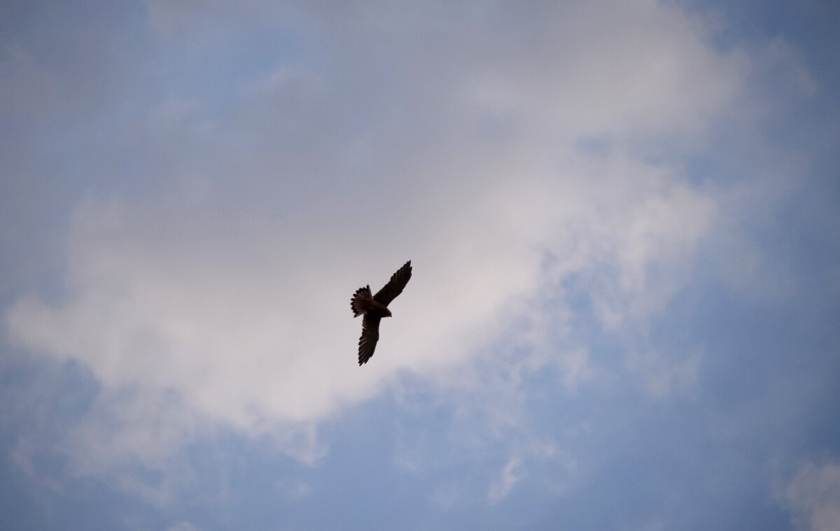 ... следя за полетом птиц 1 - Павленко Михаил 