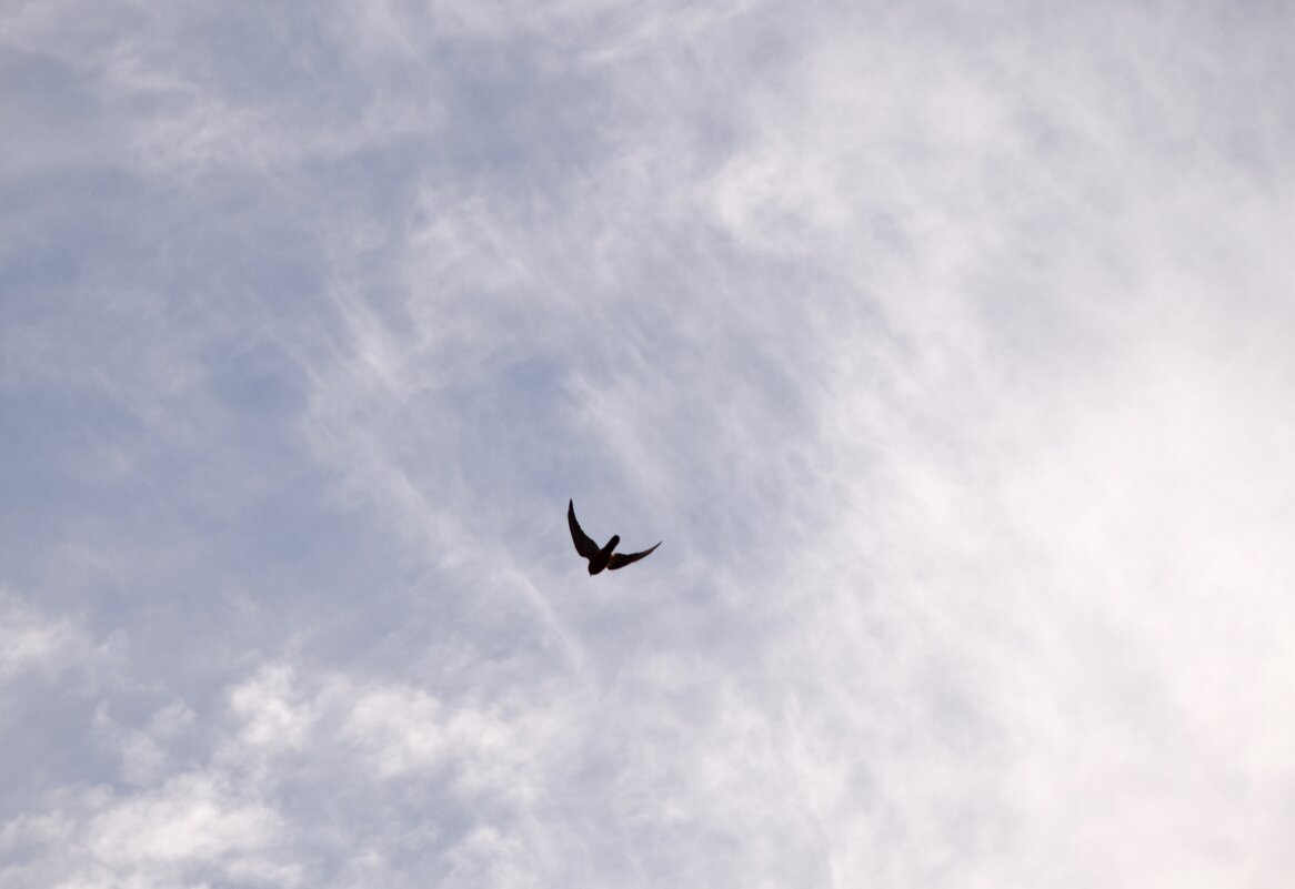 ... следя за полетом птиц 3 - Павленко Михаил 